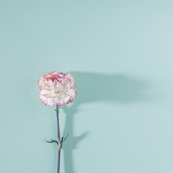 White and pink carnation flower with long shadow on pastel mint background. Modern and minimalistic square flat lay composition.