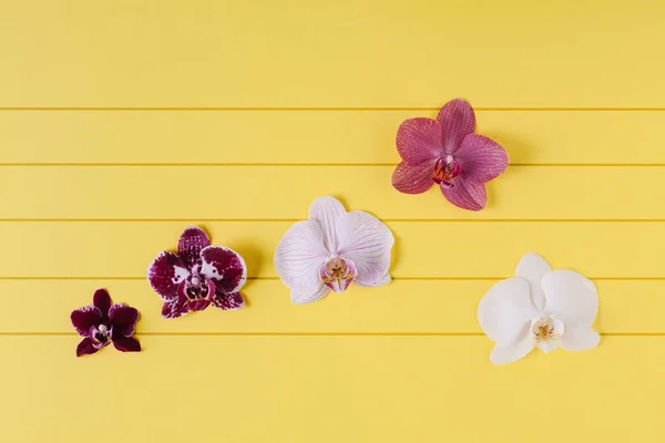 Orchidee Kwiaty Jak Notatki Liniach Muzycznych Prosty Skład Żółtym Tle — Zdjęcie stockowe