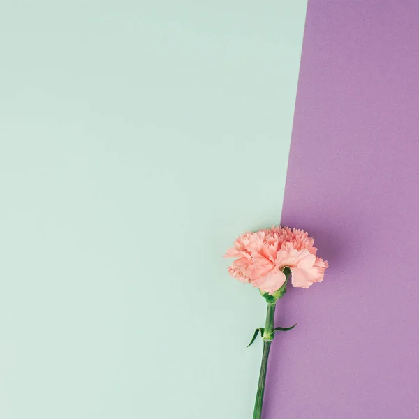Pojedynczy Kwiat Goździka Jasnej Mięcie Fioletowym Tle Prosty Skład Kwadratu — Zdjęcie stockowe