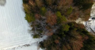 Çam ormanı, kış zamanı.