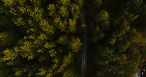 Drohnenvideo Aus Dem Wald — Stockvideo