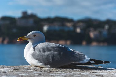 Beautiful seagull on the pier