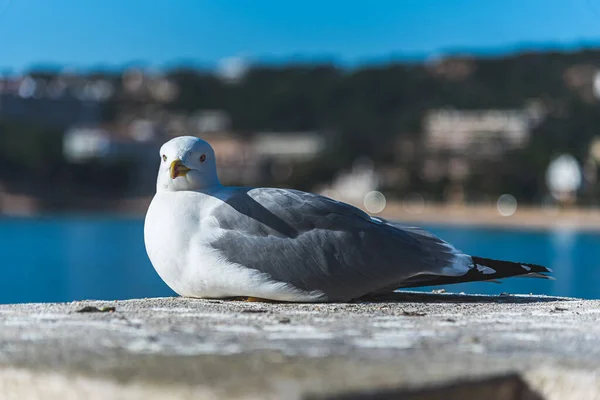 A seagull on the pier