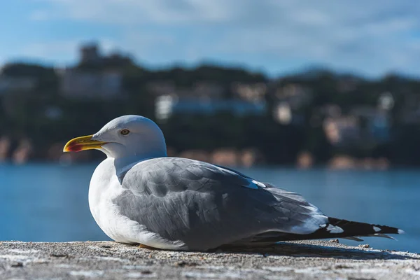 Beautiful seagull on the pier