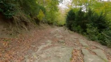Hiking on a footpath in the woods