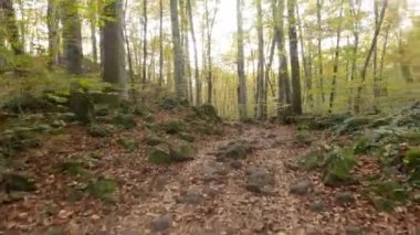 Walking on a morning autumn in the forest.