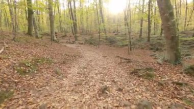 Walkingf a path in autumn forest (Fageda d'en Jorda, Catalonia, Spain)