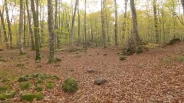Hiking in the autumn woods (Forest of Fajeda d'en Jorda, Garrotxa, Catalonia, Spain)