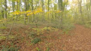 Sonbahar ormanı sabahları