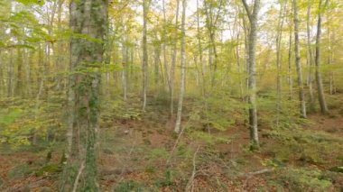 Autumn forest in the morning (Fageda d'en Jorda, Catalonia, Spain)