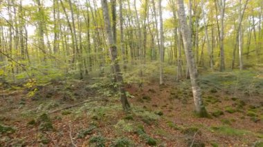 Autumn colors in the forest (Fageda d'en Jorda, Catalonia, Spain)