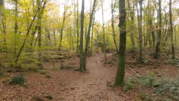Прогулка Осеннему Лесу Утром Fageda Faba Каталония Испания — стоковое видео
