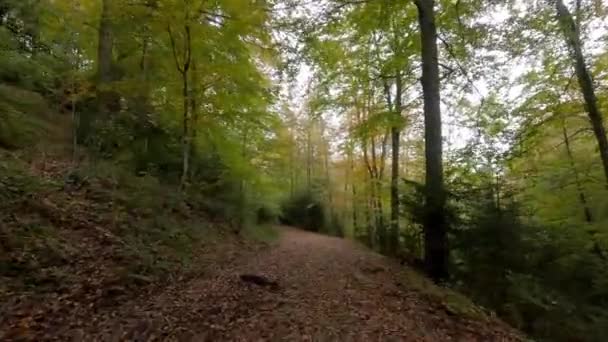 Walking Footpath Woods — Stok Video