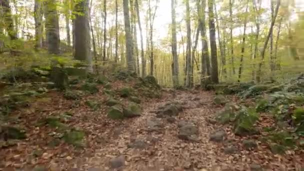 Walking Morning Autumn Forest — Stockvideo