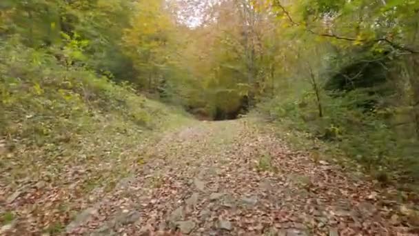 Περπατώντας Ένα Μονοπάτι Στο Δάσος Φθινόπωρο — Αρχείο Βίντεο
