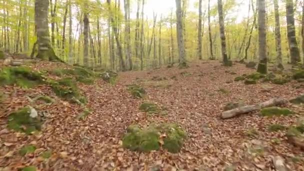 Walkingf Autumn Forest Fageda Jorda Catalonia Spain — 图库视频影像