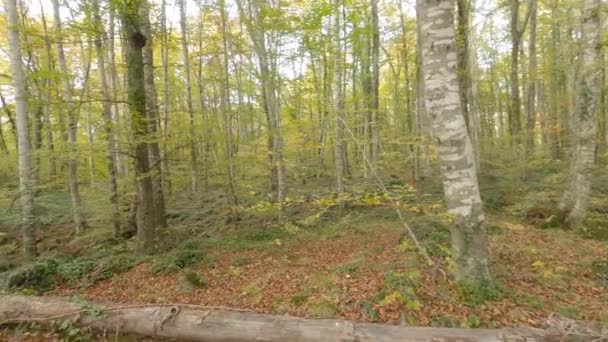 Morning Colors Autumn Woods Forest Fajeda Jorda Garrotxa Catalonia Spain — Video Stock