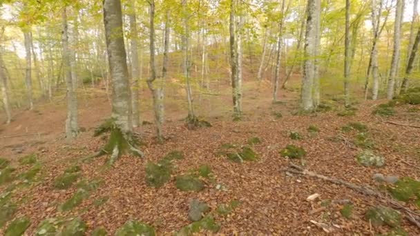 Beautiful Colors Autumn Woods Forest Fajeda Jorda Garrotxa Catalonia Spain — Video Stock