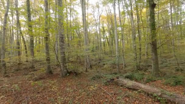 Relaxing View Beautiful Autumn Forest — Video