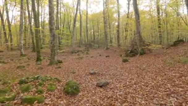Hiking Autumn Woods Forest Fajeda Jorda Garrotxa Catalonia Spain — 图库视频影像