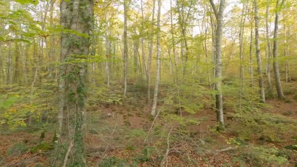 Autumn Forest Morning Fageda Jorda Catalonia Spain — Stock Video