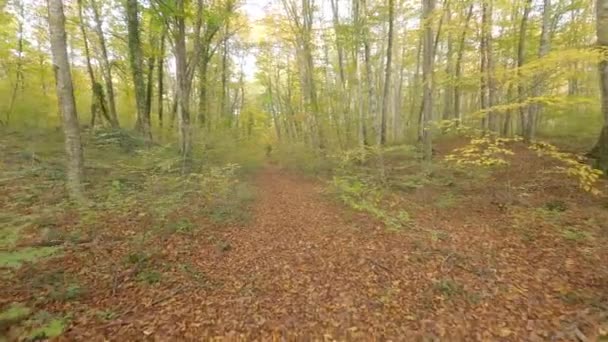 Μονοπάτι Στο Δάσος Fageda Jorda Καταλονία Ισπανία — Αρχείο Βίντεο