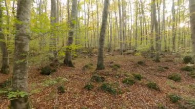 Autumn forest in the morning (Fageda d'en Jorda, Catalonia, Spain)