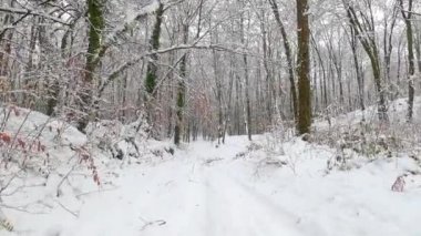 Hiking on a path in the winter forest (Forest of Fajeda d'en Jorda, Garrotxa, Catalonia, Spain)