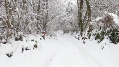 Hiking in the winter magic forest (Forest of Fajeda d'en Jorda, Garrotxa, Catalonia, Spain)