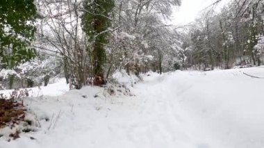 Hiking in the winter (Forest of Fajeda d'en Jorda, Garrotxa, Catalonia, Spain)