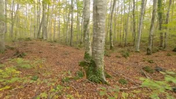 Autumn Woods Fageda Jorda Catalonia Spain — Video Stock
