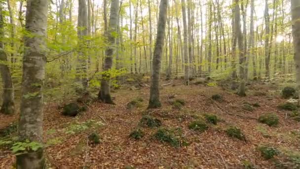 Autumn Forest Morning Fageda Jorda Catalonia Spain — Stockvideo