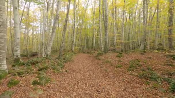 Расслабляющая Прогулка Красивом Осеннем Лесу — стоковое видео