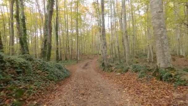 Path Forest Fageda Jorda Catalonia Spain — Stockvideo