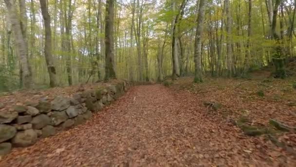 Χαλαρωτική Βόλτα Στο Όμορφο Δάσος Του Φθινοπώρου — Αρχείο Βίντεο