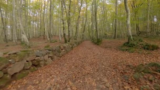 Χαλαρωτική Βόλτα Στο Όμορφο Δάσος Του Φθινοπώρου — Αρχείο Βίντεο