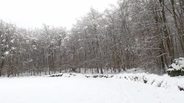 Snow Covered Forest Trees Winter — Vídeo de stock