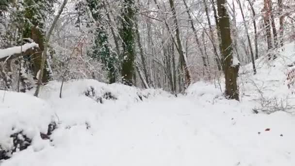 Πεζοπορία Στο Όμορφο Δάσος Του Χειμώνα Δάσος Fajeda Jorda Garrotxa — Αρχείο Βίντεο