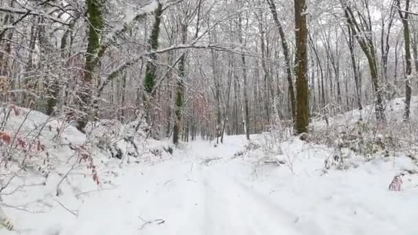 Hiking Path Winter Forest Forest Fajeda Jorda Garrotxa Catalonia Spain — Stockvideo