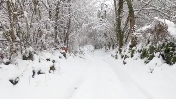 Hiking Winter Magic Forest Forest Fajeda Jorda Garrotxa Catalonia Spain — Vídeo de Stock