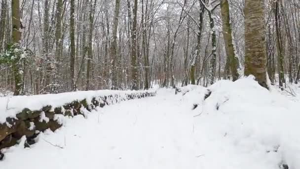 Περπατώντας Έξω Χειμώνα Ένα Όμορφο Δάσος — Αρχείο Βίντεο