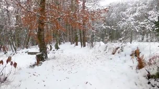 Walking Out Winter Beautiful Forest — Stock video