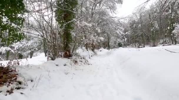 Hiking Winter Forest Fajeda Jorda Garrotxa Catalonia Spain — Video