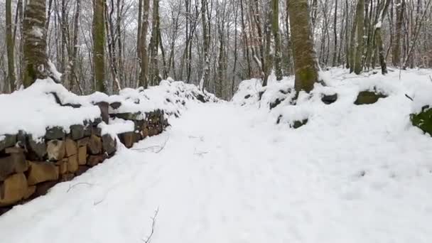 Hiking Path Winter Forest Forest Fajeda Jorda Garrotxa Catalonia Spain — Wideo stockowe