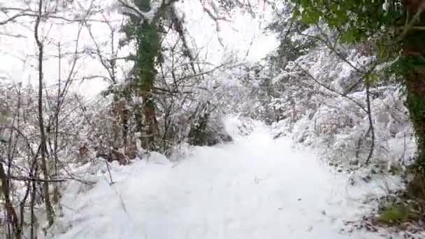 Hiking Winter Forest Fajeda Jorda Garrotxa Catalonia Spain — Vídeo de Stock