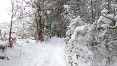 Hiking path in the winter (Forest of Fajeda d'en Jorda, Garrotxa, Catalonia, Spain)