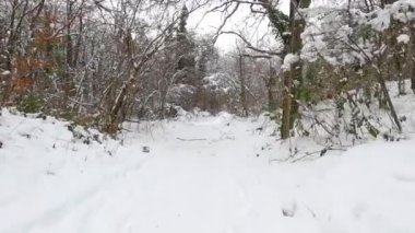 Morning hike in the winter (Forest of Fajeda d'en Jorda, Garrotxa, Catalonia, Spain)