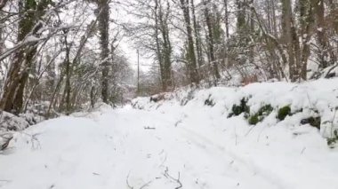 Walking in the beautiful winter forest.