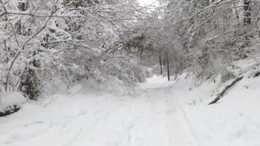 Hiking in the winter (Forest of Fajeda d'en Jorda, Garrotxa, Catalonia, Spain)