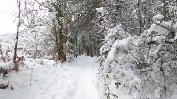 Hiking Path Winter Forest Fajeda Jorda Garrotxa Catalonia Spain — Stockvideo